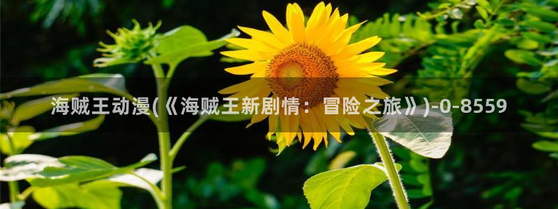 魔道祖师动漫免费:海贼王动漫(《海贼王新剧情:冒险之旅》)